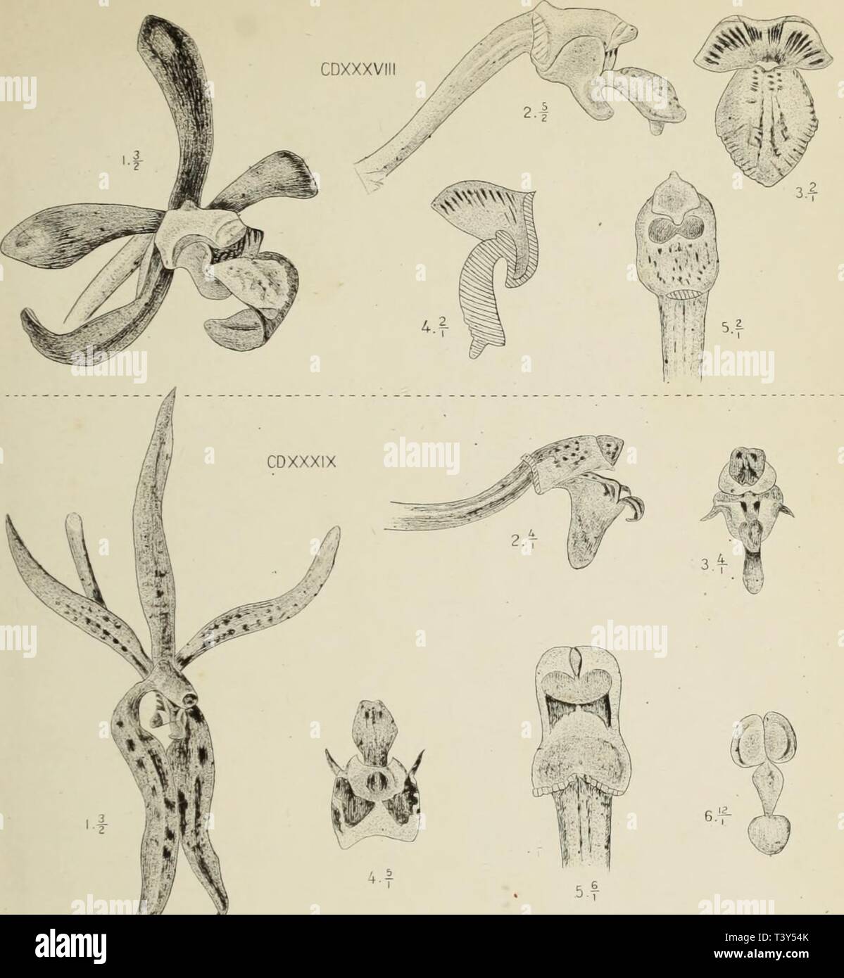 Archive image from page 312 of Die orchideen von Java (1905). Die ...