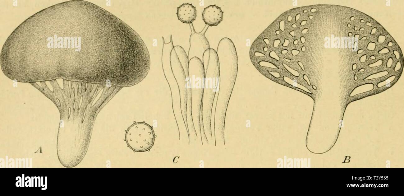 Peridie hires stock photography and images Alamy