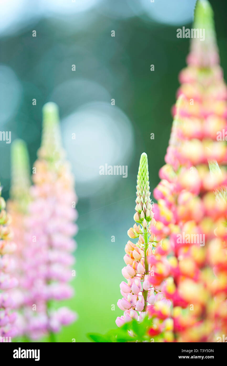 Lupine flowers (Russell Hybrid) in the garden. Stock Photo