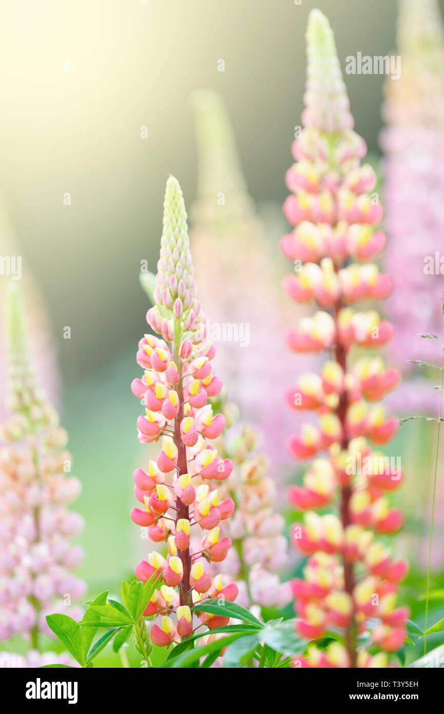 Lupine flowers (Russell Hybrid) in the garden. Stock Photo