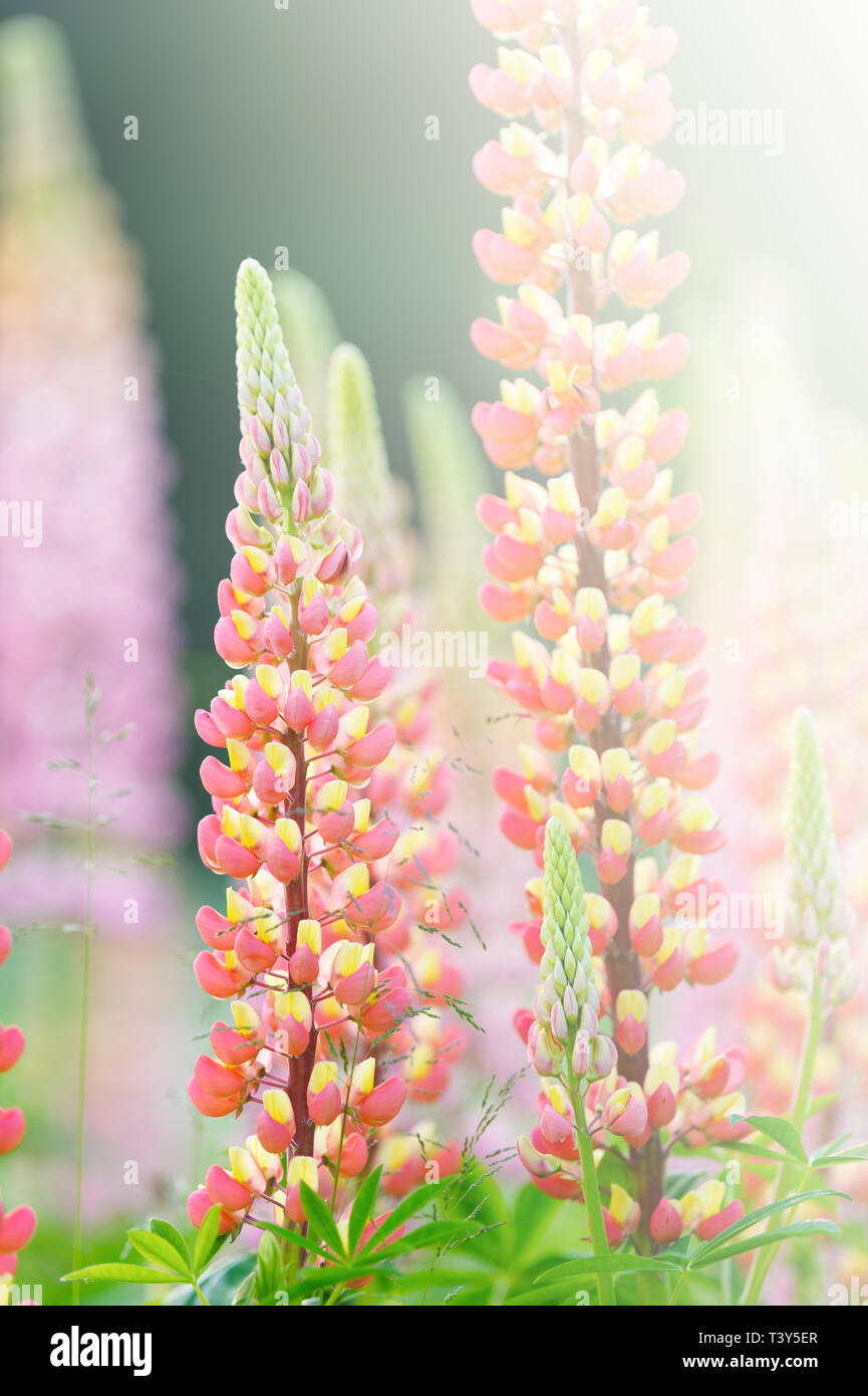 Lupine flowers (Russell Hybrid) in the garden. Stock Photo