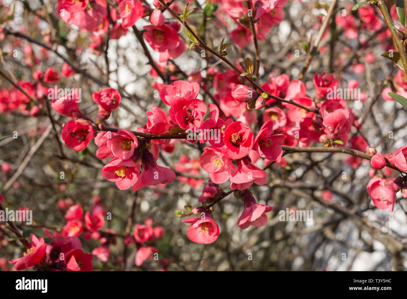 Chaenomeles speciosa, Japanese quince, a deciduous spiny shrubs with simple leaves and cup-shaped, 5-petalled red flowers Stock Photo