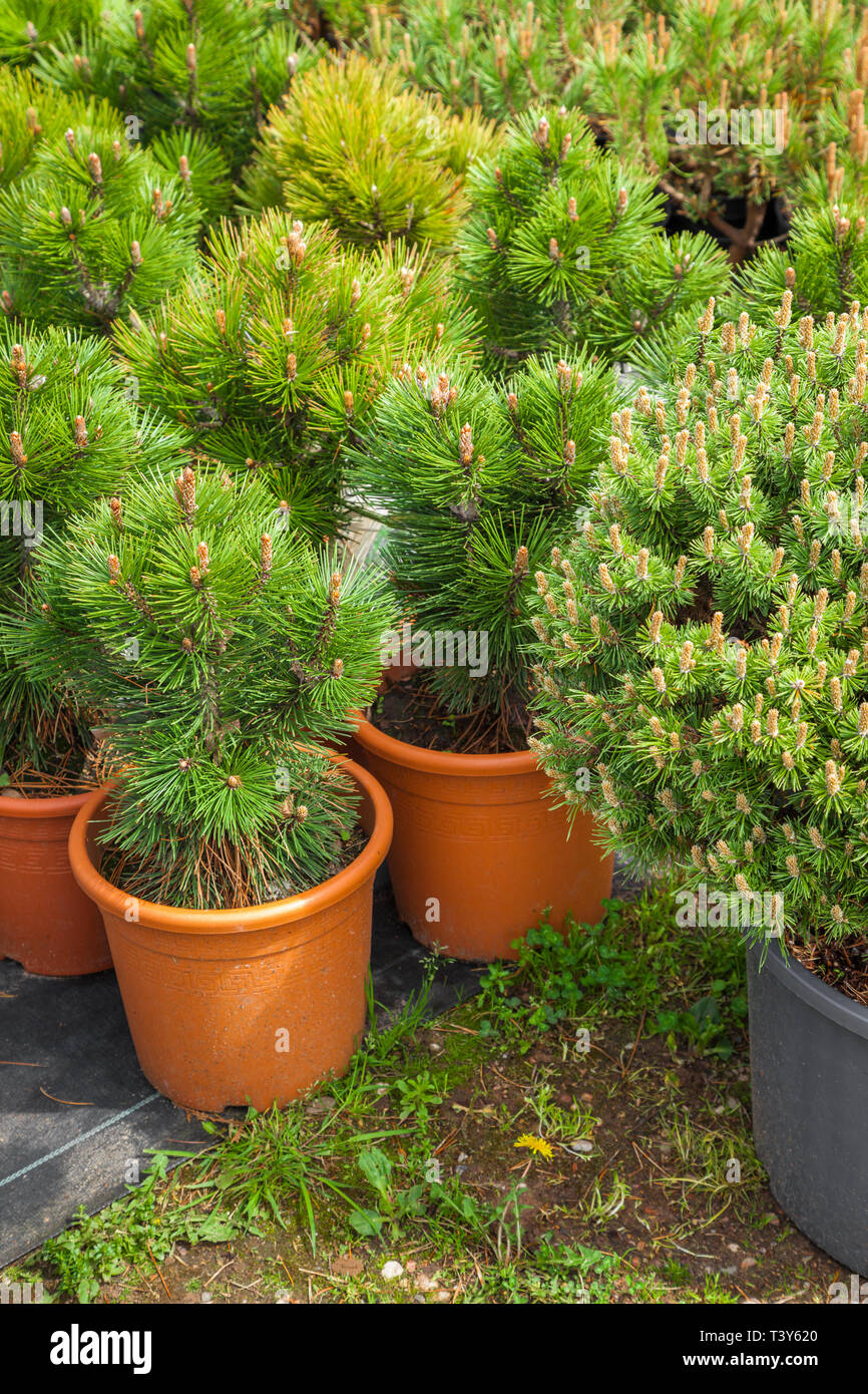 Several plastic pots of beautiful pine trees on tree nursery farm. Stock Photo