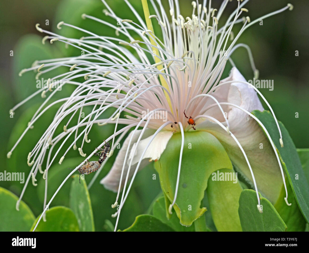 delicate long white stamens of Seaside Caper (capparis cartilaginea) opens at night & shrivels to a purple ball of tissue in daylight Watamu,Kenya Stock Photo