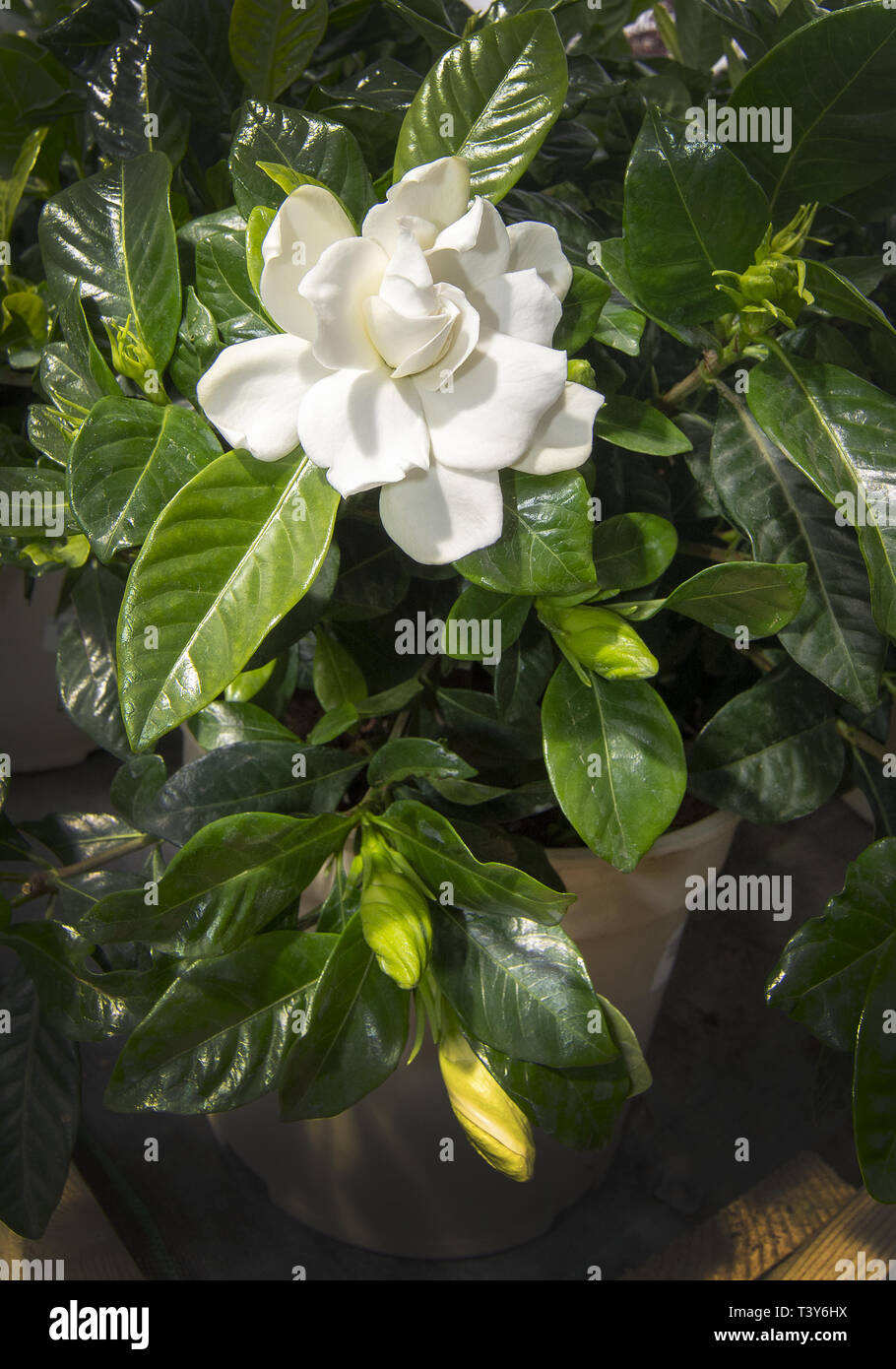 Beautiful White Gardenia Flower Closeup Spring Garden Series Mallorca Spain Stock Photo Alamy