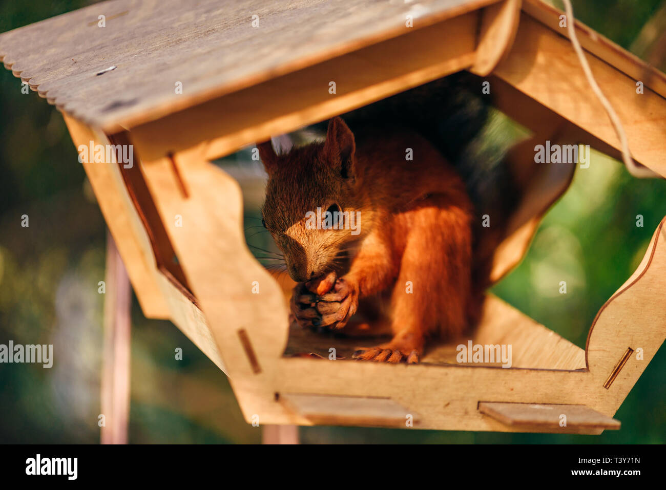Red squirrel eats nuts in handmade feeder in city park. Stock Photo