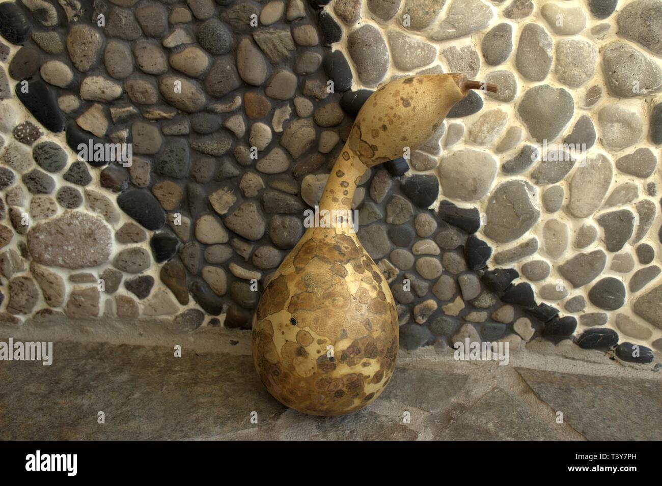 A Long Neck Bottle Gourd, Dried And Ready To Craft Stock Photo