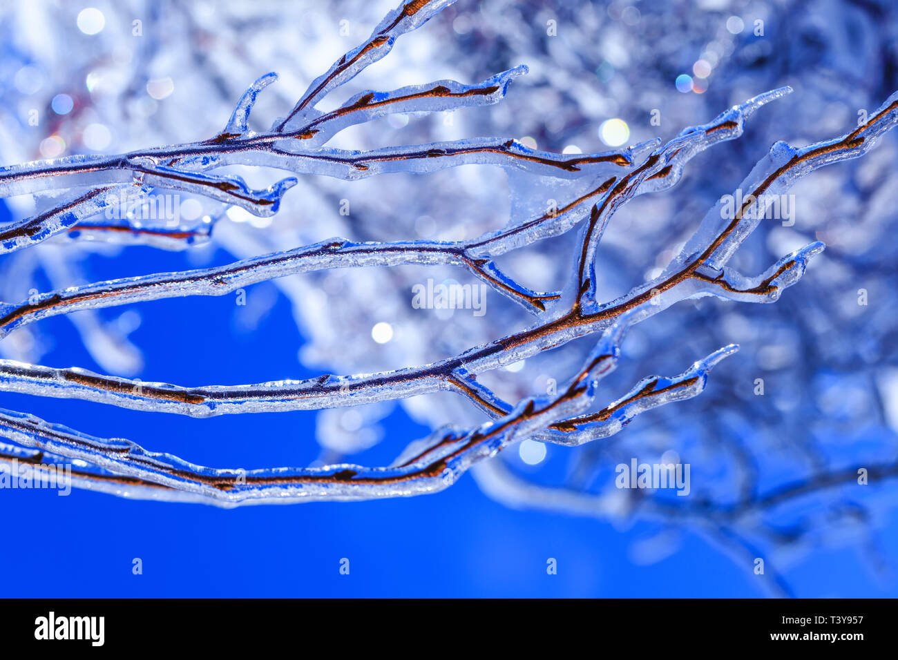 Natural calamity in Canada with frozen buds and icicles hanging from tree branches. Real ice sprouts in the cold Canadian spring. Melting icicle over  Stock Photo