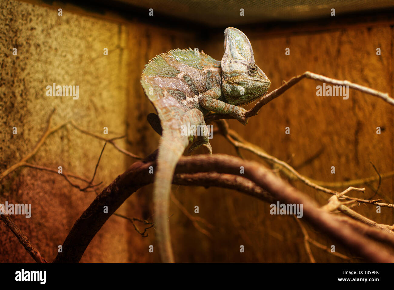 chameleon closeup on a branch in a terrarium Stock Photo