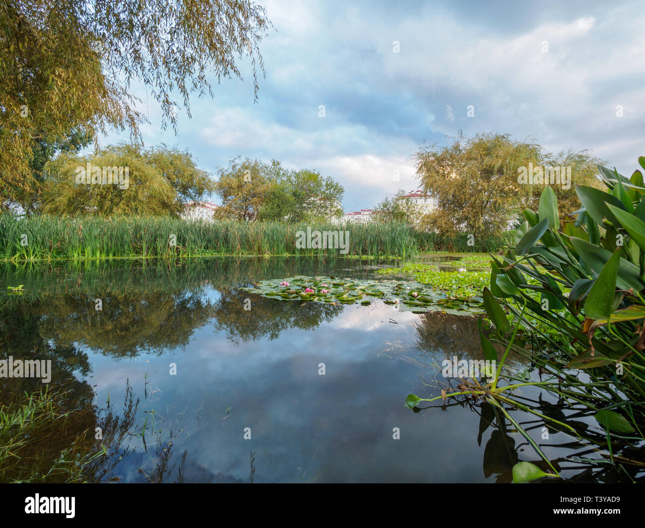 Ponds stocking — photo 7