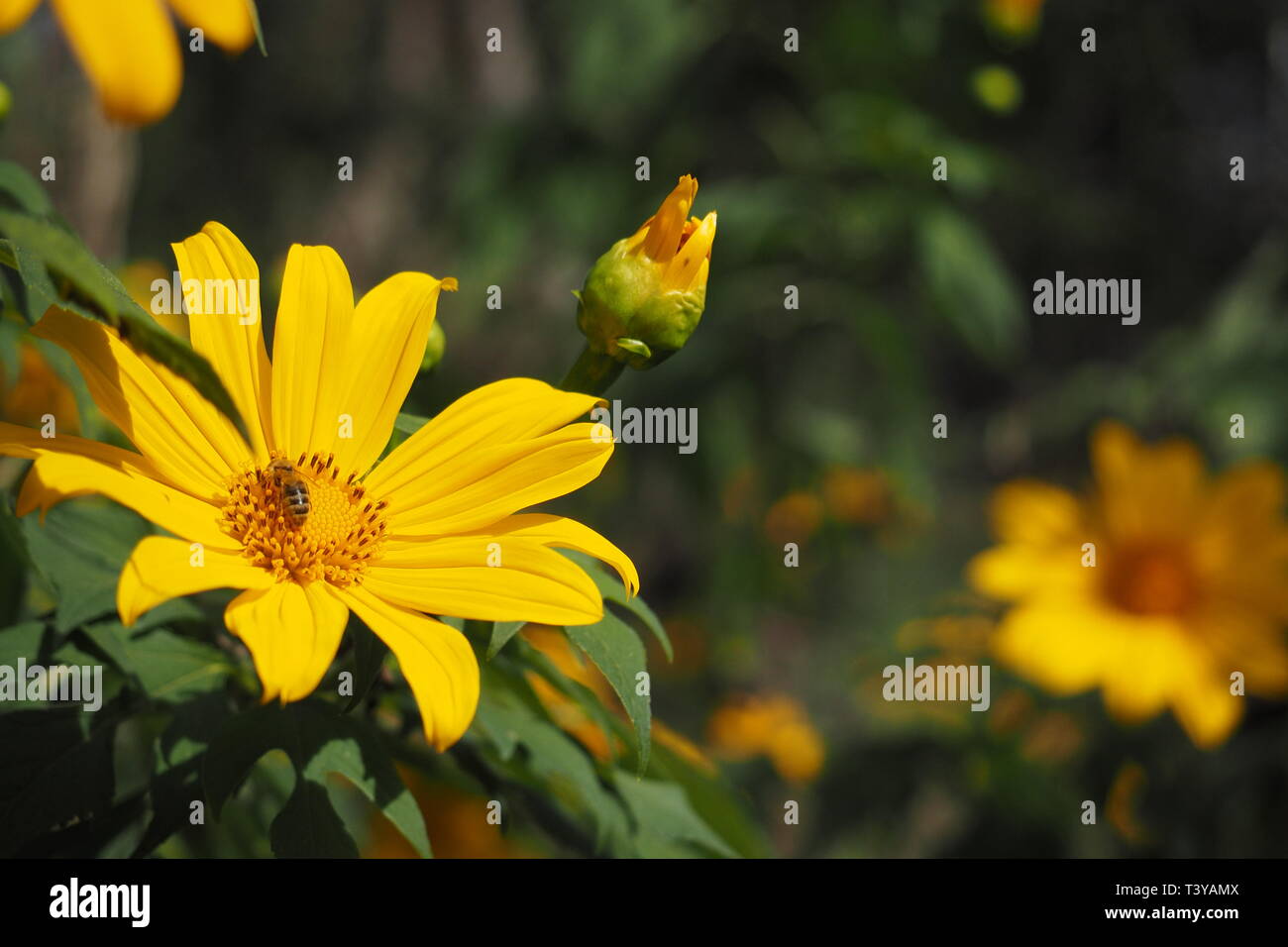 Bee and yellow flower Stock Photo Alamy
