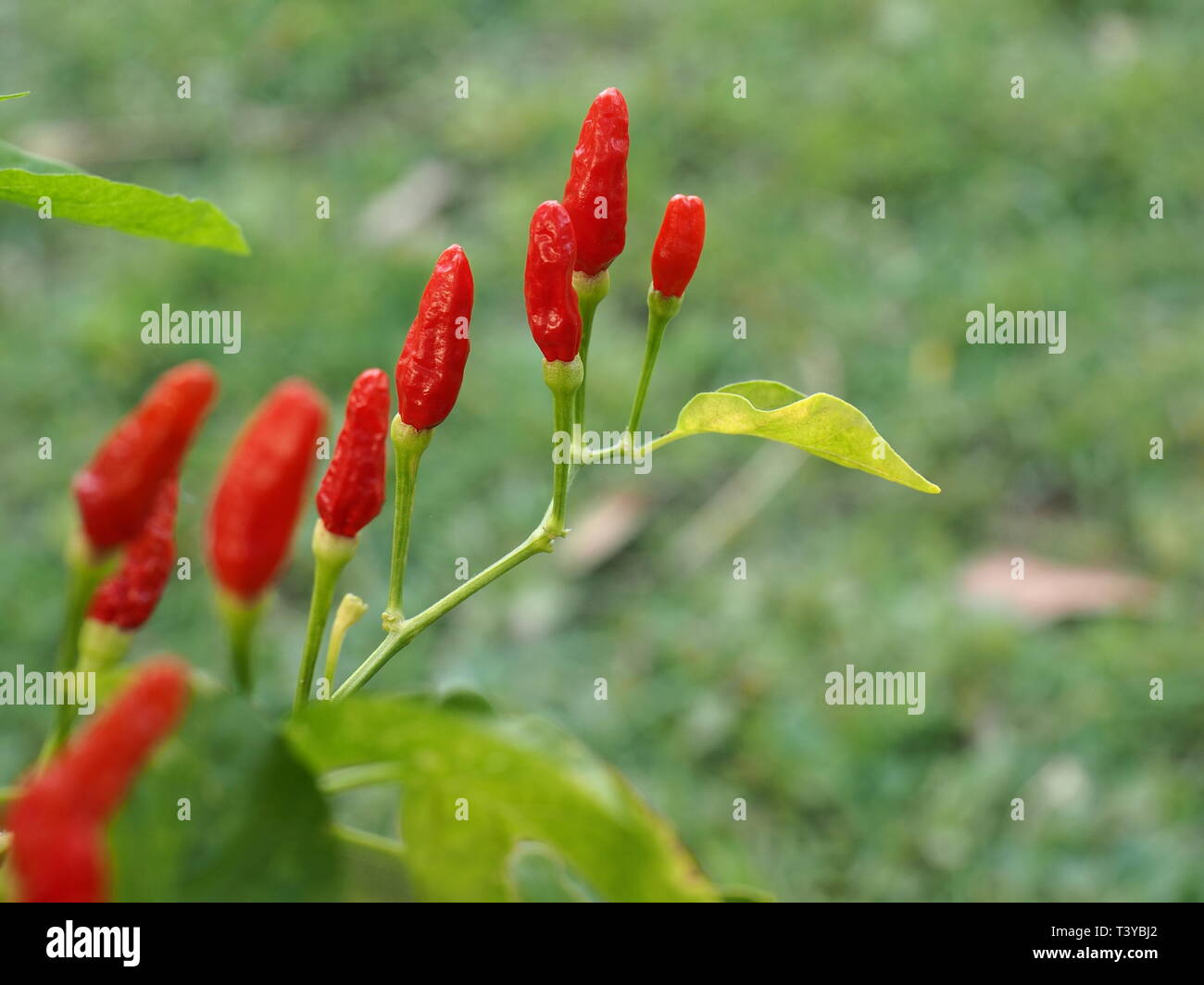 Red, hot, birdseye chillies on a bush in a garden. Spicey ingredients for hot food. Hot red peppers for Indian, Mexican and Asian cuisine. Stock Photo