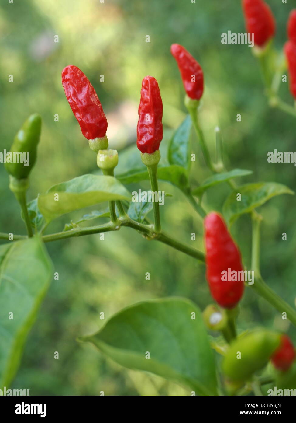 Red, hot, birdseye chillies on a bush in a garden. Spicey ingredients for hot food. Hot red peppers for Indian, Mexican and Asian cuisine. Stock Photo