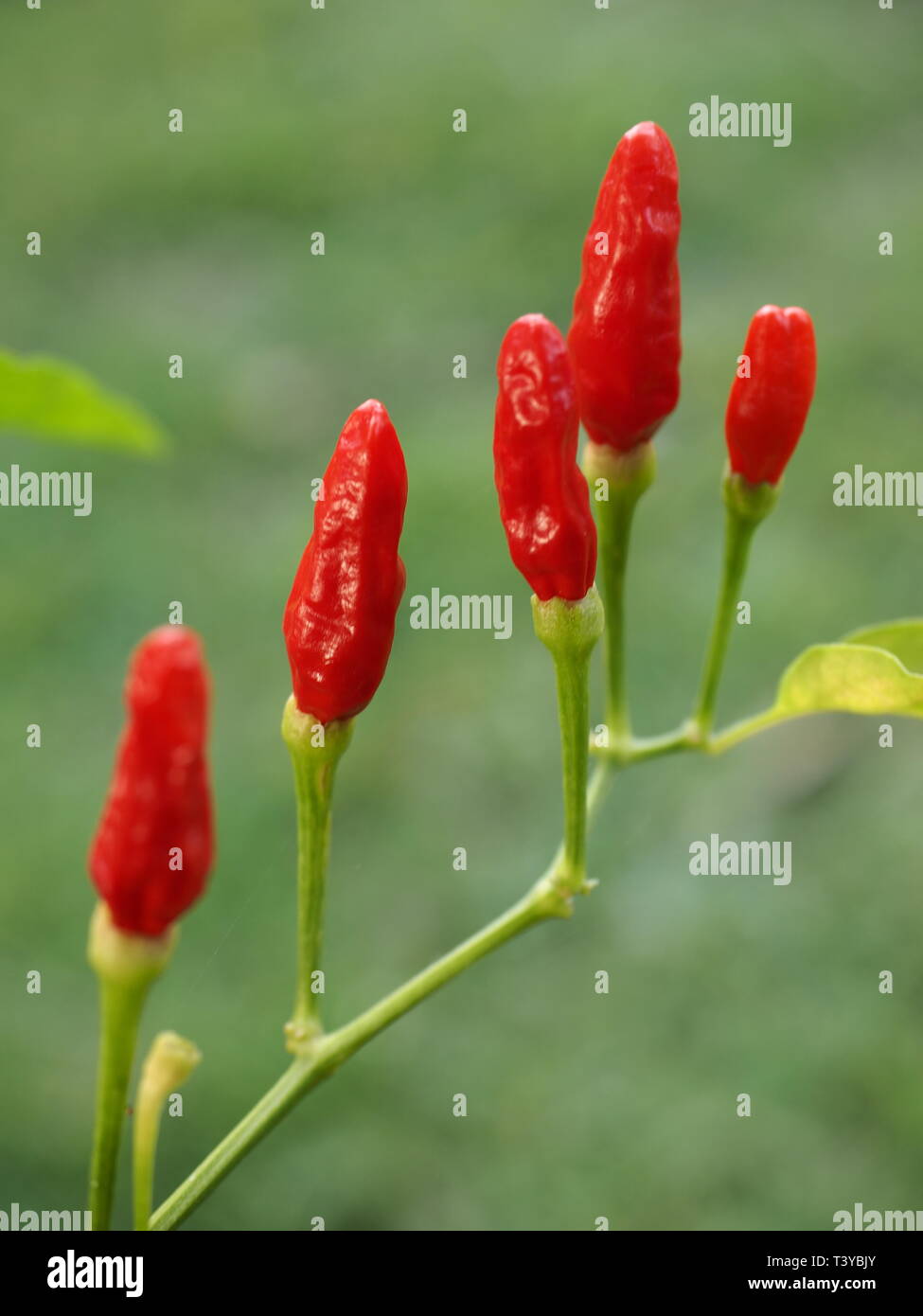Red, hot, birdseye chillies on a bush in a garden. Spicey ingredients for hot food. Hot red peppers for Indian, Mexican and Asian cuisine. Stock Photo