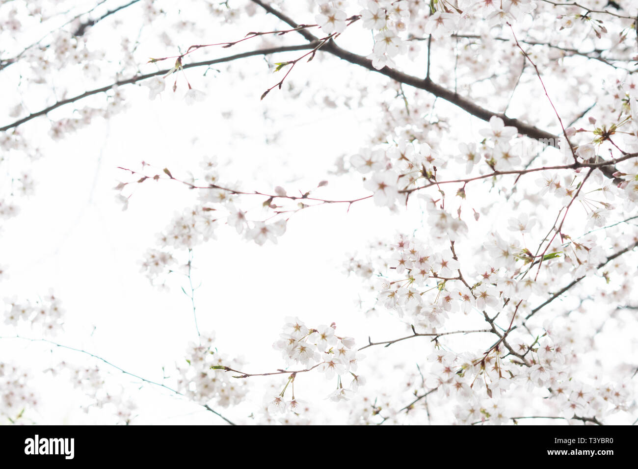 White flower Cherry blossom in japan spring garden park concept for ...