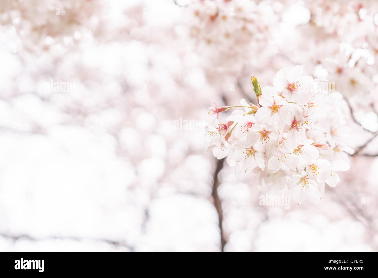 White flower Cherry blossom in japan spring garden park concept for ...