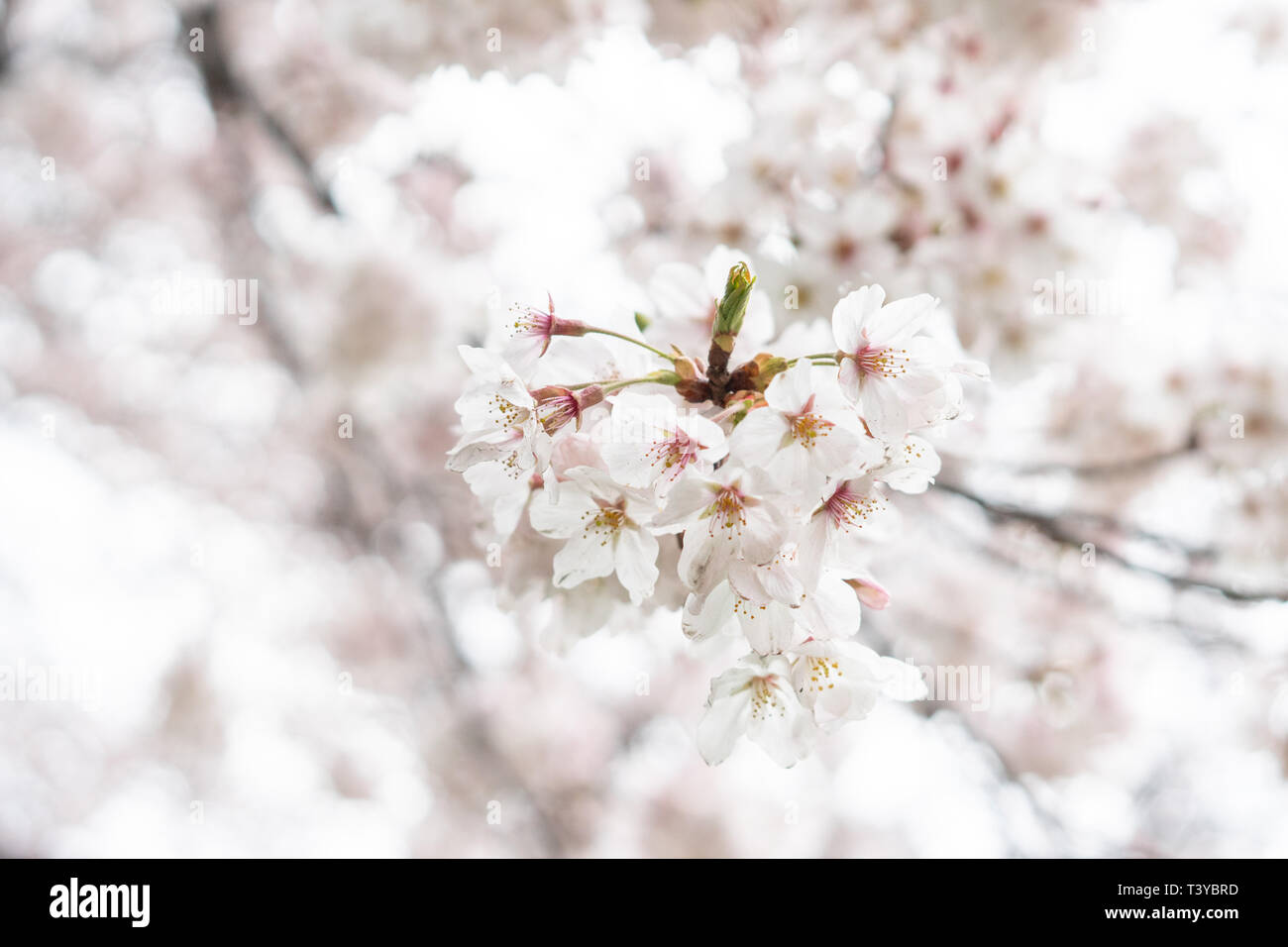 White flower Cherry blossom in japan spring garden park concept for ...