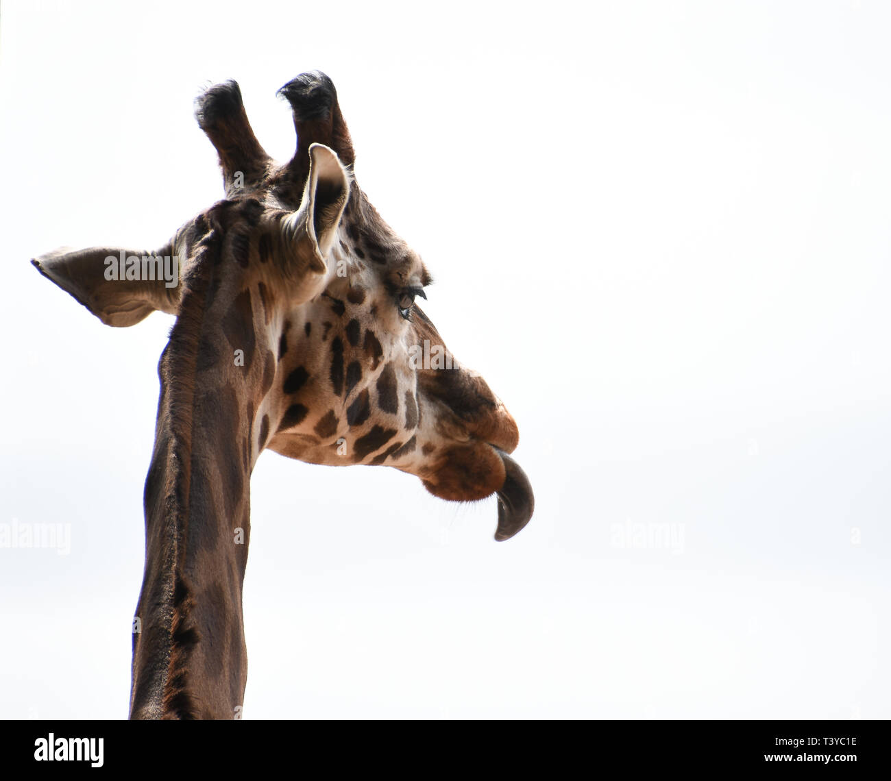 The head of a giraffe with its tongue out against a white background Stock Photo