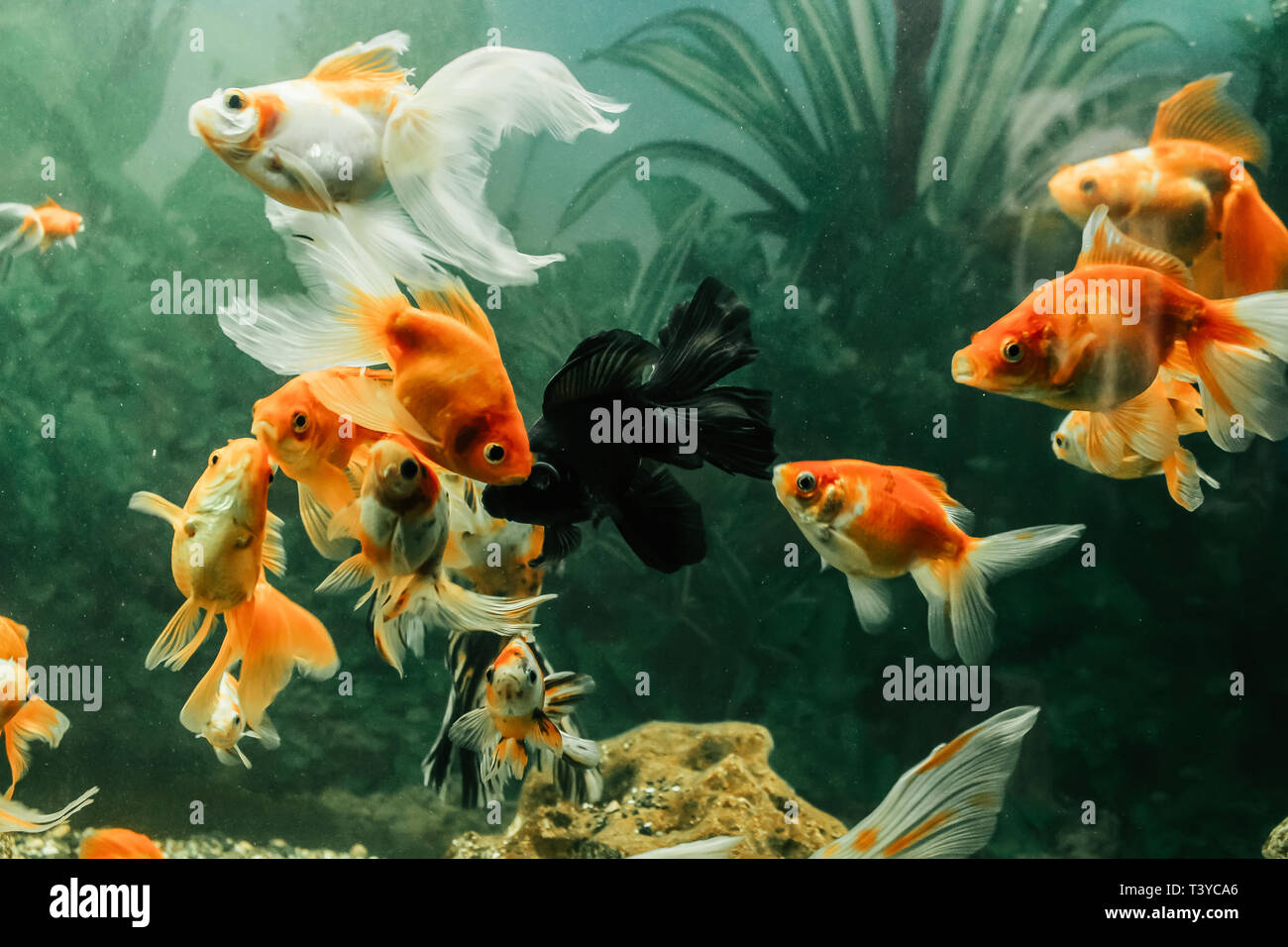 Golden fish of different colors in an aquarium close-up Stock Photo - Alamy