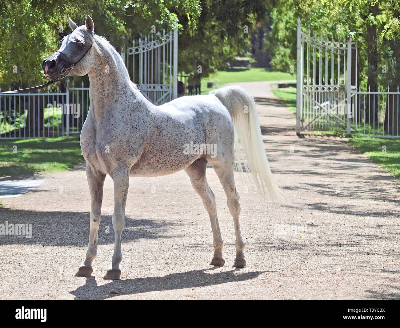 egyptian arabian stallion