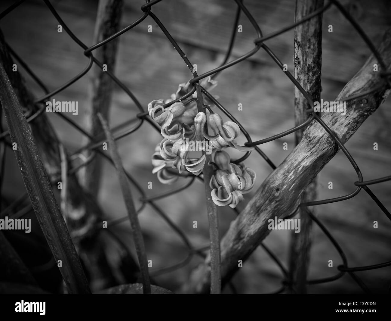 Monochrome nature portrait of Hyacinth flower against wire fencing Stock Photo