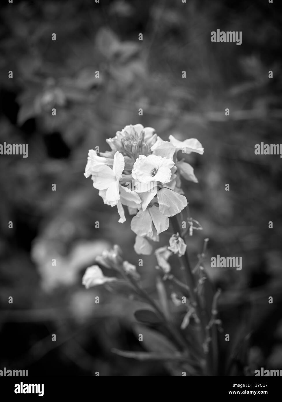 Monochrome nature wallflower blooms, London, England, United Kingdom, Europe Stock Photo