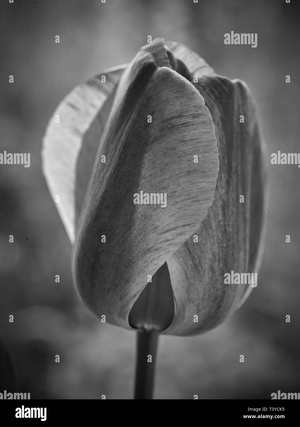 Tulip flower nature portrait Stock Photo Alamy
