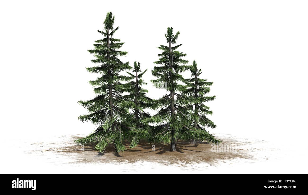 Lebanon cedar tree Cut Out Stock Images & Pictures Alamy