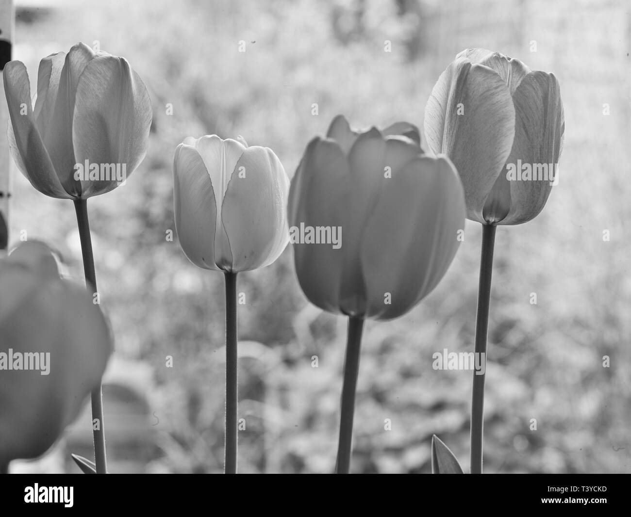 Tulip flower nature portrait Stock Photo Alamy