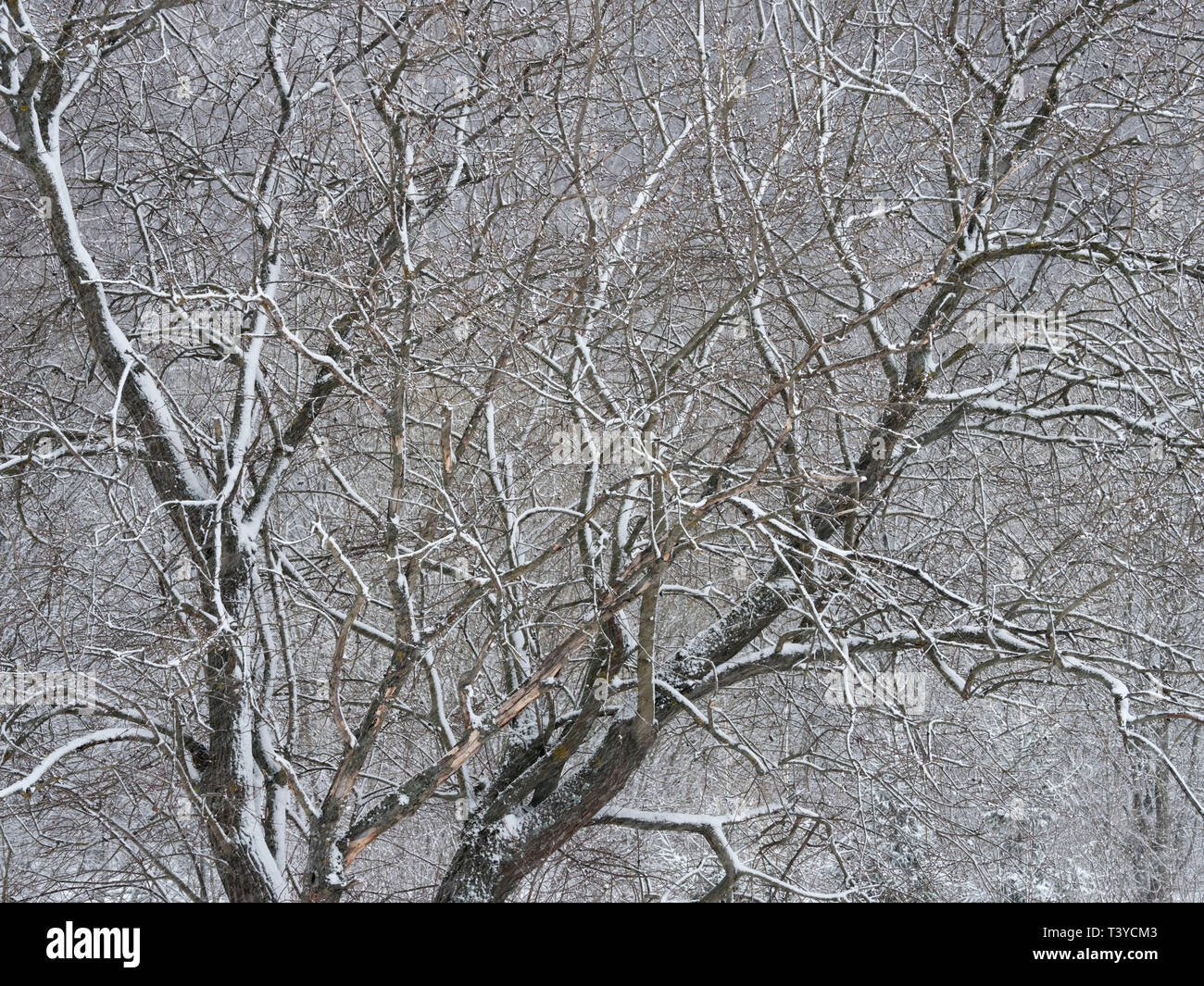 Trees covered with frost and snow in a cold winter day Stock Photo - Alamy