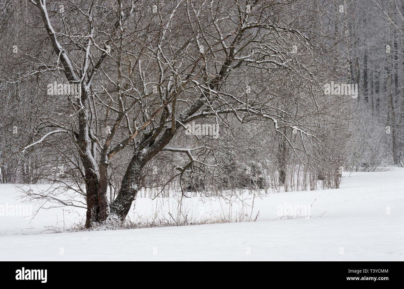 Trees covered with frost and snow in a cold winter day Stock Photo - Alamy