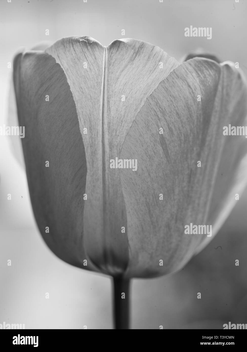 Tulip flower nature portrait Stock Photo - Alamy