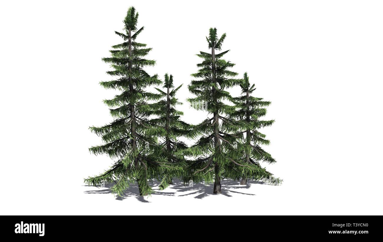 Cedar tree lebanon Cut Out Stock Images & Pictures Alamy