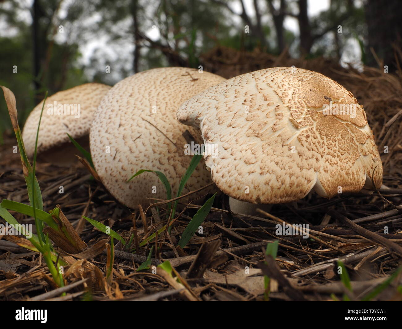 Mushrooms. White capped, wild mushrooms growing under a tree in a field. Stock Photo
