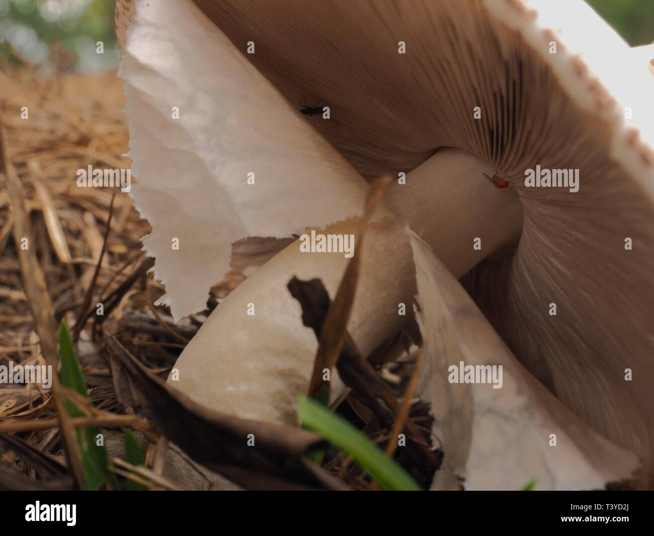 Mushrooms. White capped, wild mushrooms growing under a tree in a field. Stock Photo