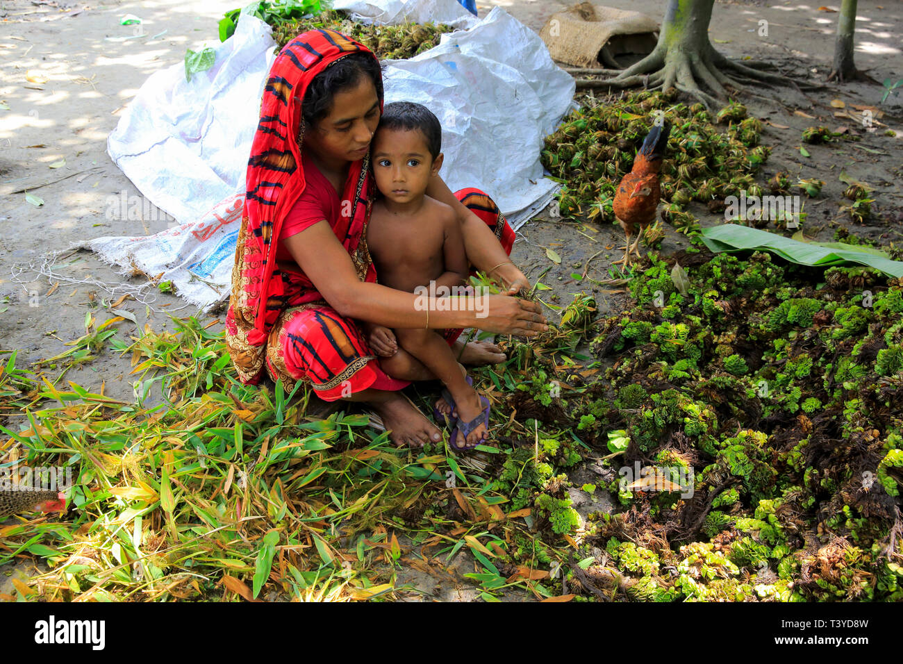 A woman sows seeds for floating bed. Pirojpur, Bangladesh. Stock Photo