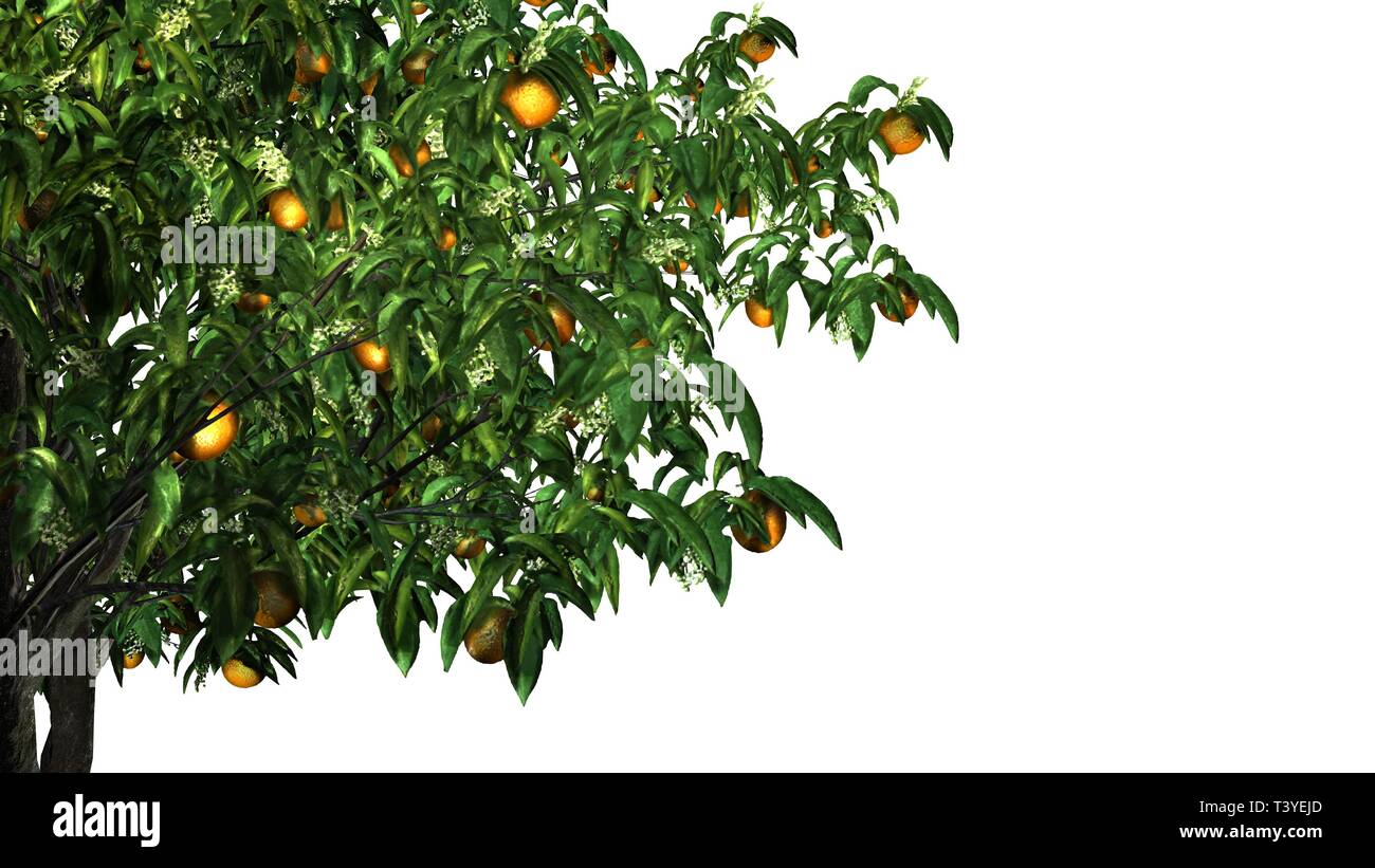 a section of a orange tree with fruits - isolated on white background Stock Photo