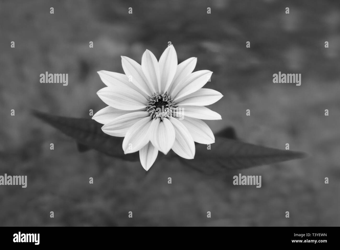 Melancholy black and white flower. Fragile delicate spring beauty. Tender romantic bloom on gray blurred background. Artistic detail. Selective focus. Stock Photo