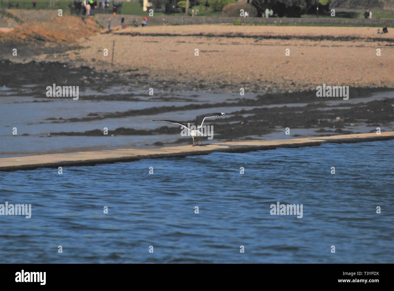 A seagull flying off a sea wall at Clevedon Marine Lake Stock Photo