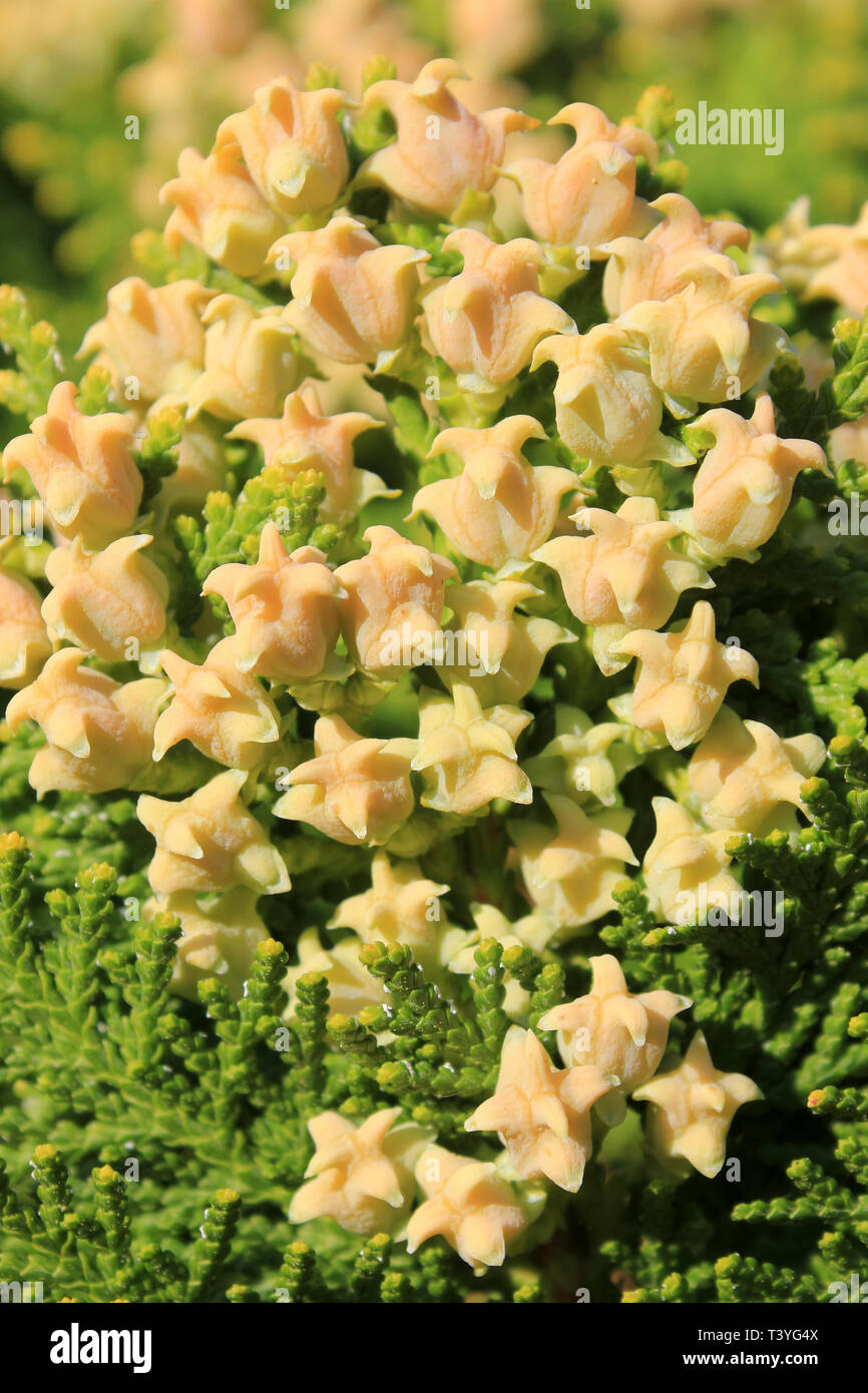 Immature Female Cones of Chinese Thuja Platycladus orientalis Stock Photo