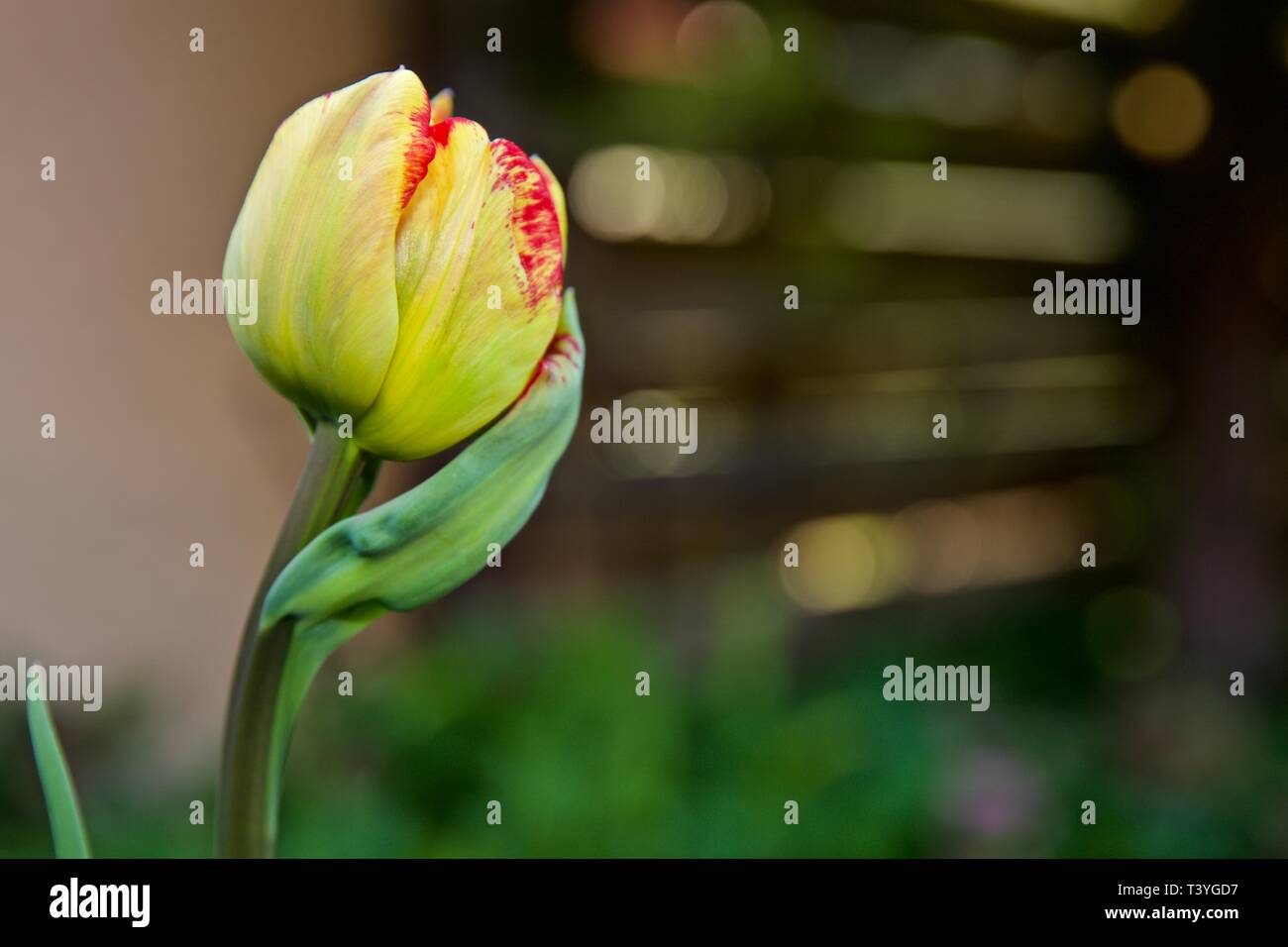 Bi colour tulips hires stock photography and images Alamy