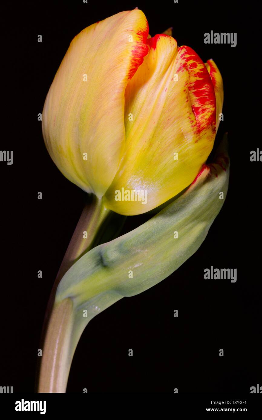 Tulip Cilesta Stock Photo