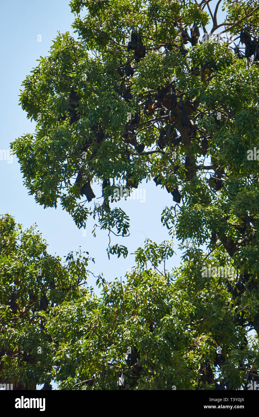 A massive colony of large Lyle's Flying Fox (Pteropus lylei) bats roost ...