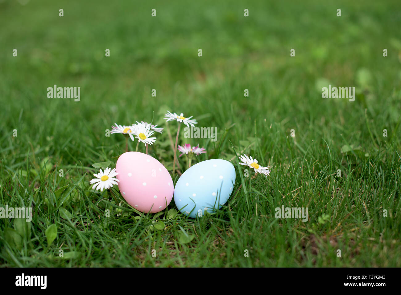 Easter hunt - two Easter eggs, ping and blue, in a grass Stock Photo