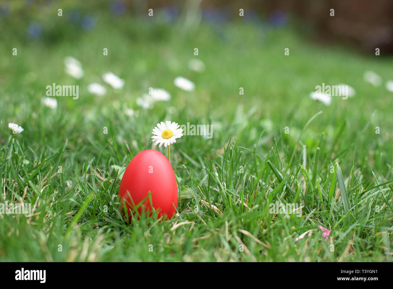 Easter hunt - one red Easter hen egg in a grass Stock Photo