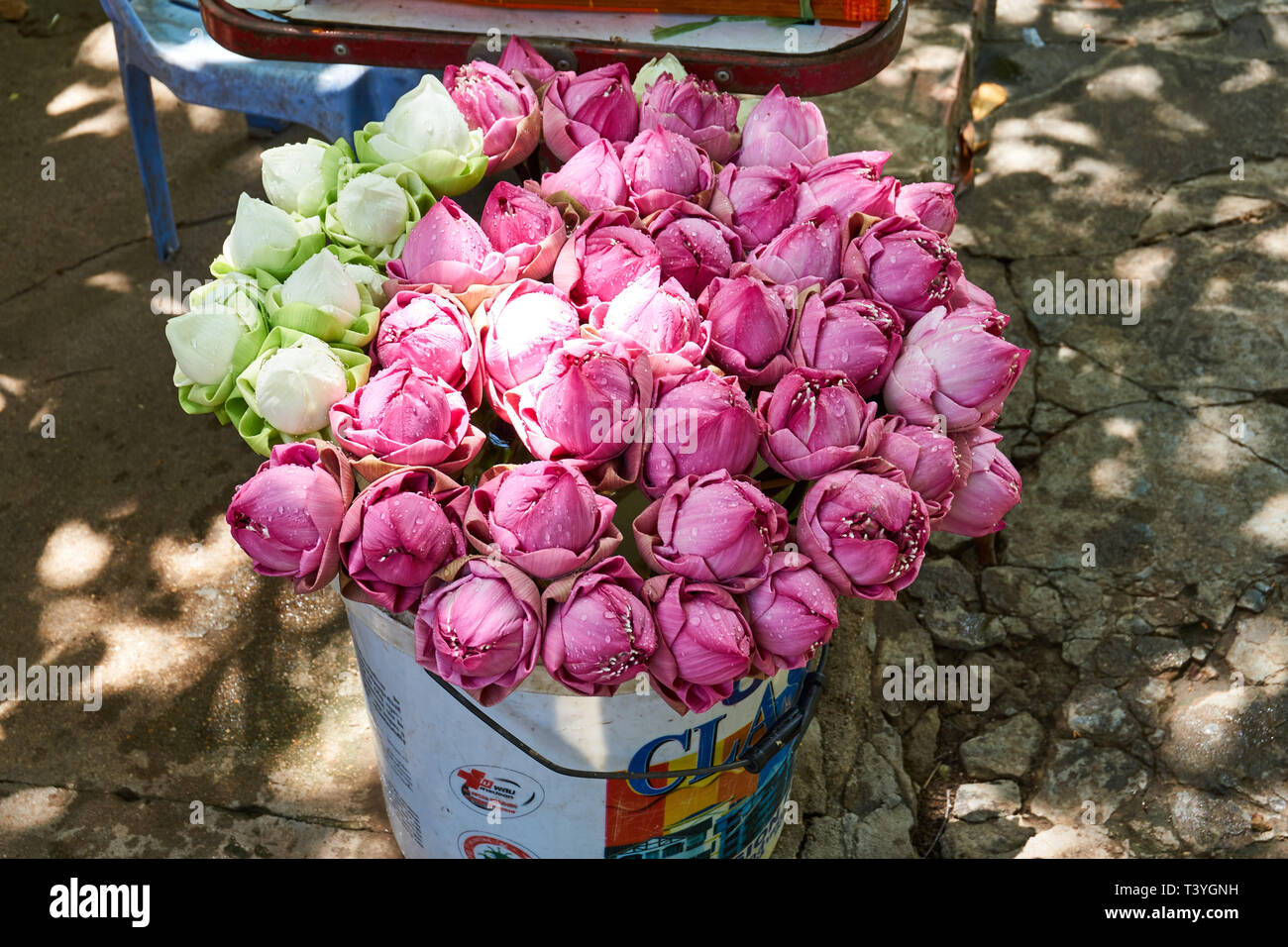 Lotus flowers for sale in a bucket as temple offering at Wat Phnom