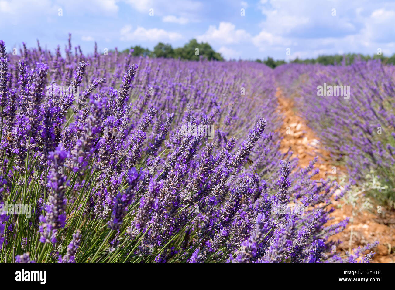 Beautiful colors purple lavender fields near Valensole, Provence in France Stock Photo
