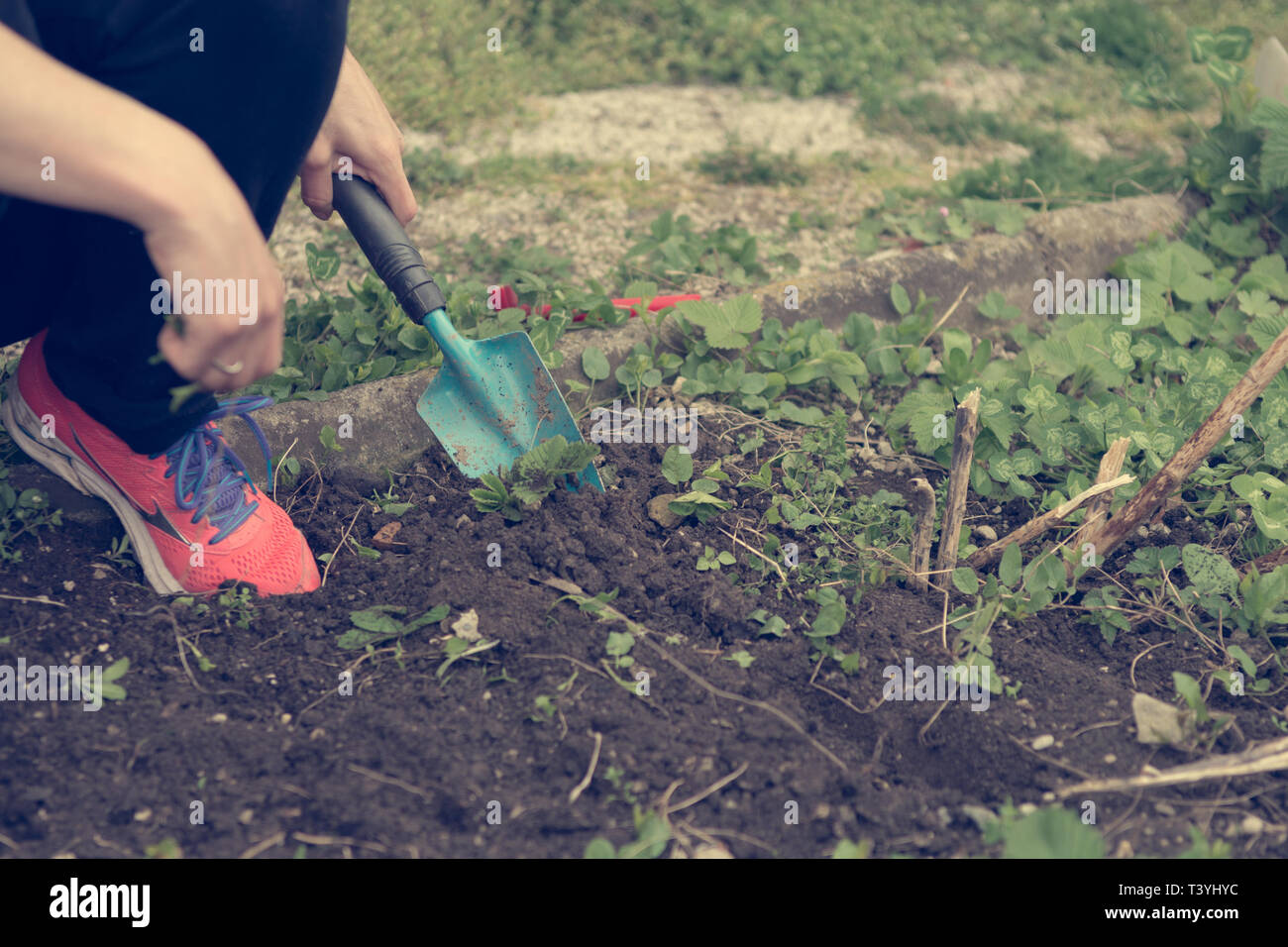 Detail of female hands pulling out weeds from garden Stock Photo Alamy