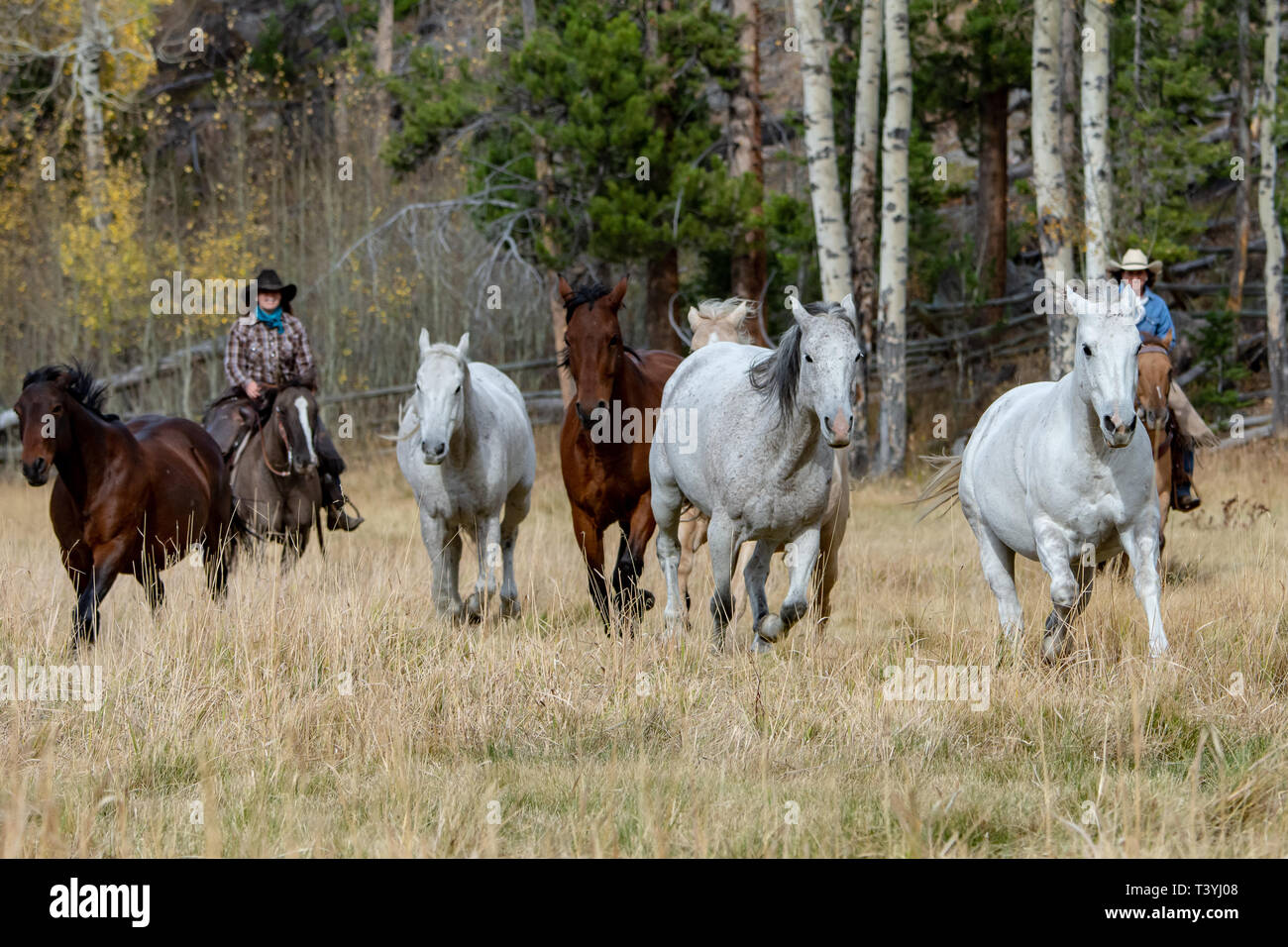 American cowboys hi-res stock photography and images - Alamy