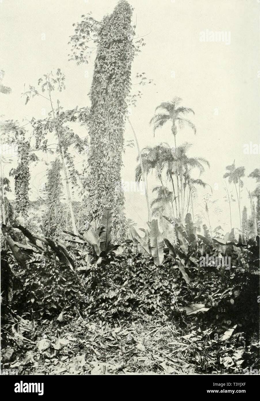 Archive image from page 349 of Die Pflanzenwelt der peruanischen Anden Stock Photo